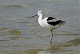 American Avocet